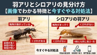 羽アリとシロアリの見分け方【画像でわかる特徴と今すぐやる対処法】 